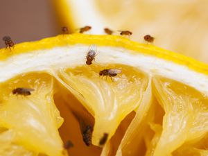 Fruit flies on the surface of a cut orange