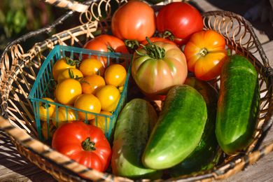 A basket with a variety of tomatoes and cucumbers displayed outdoors, emphasizing fresh and seasonal produce