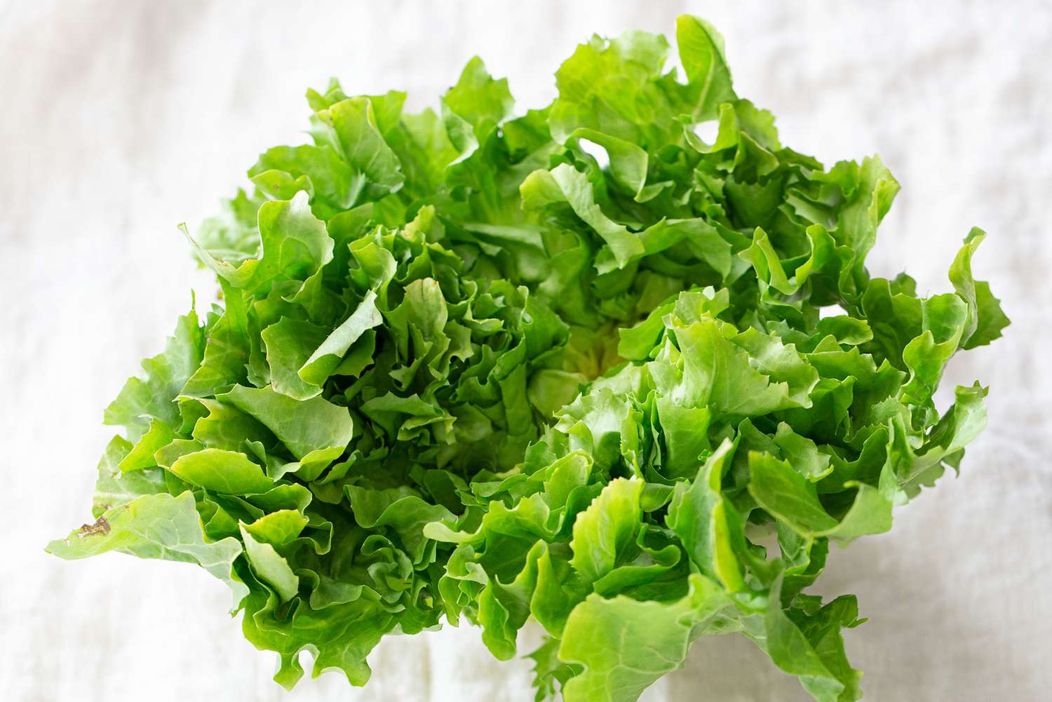 Fresh escarole lettuce on a white background.