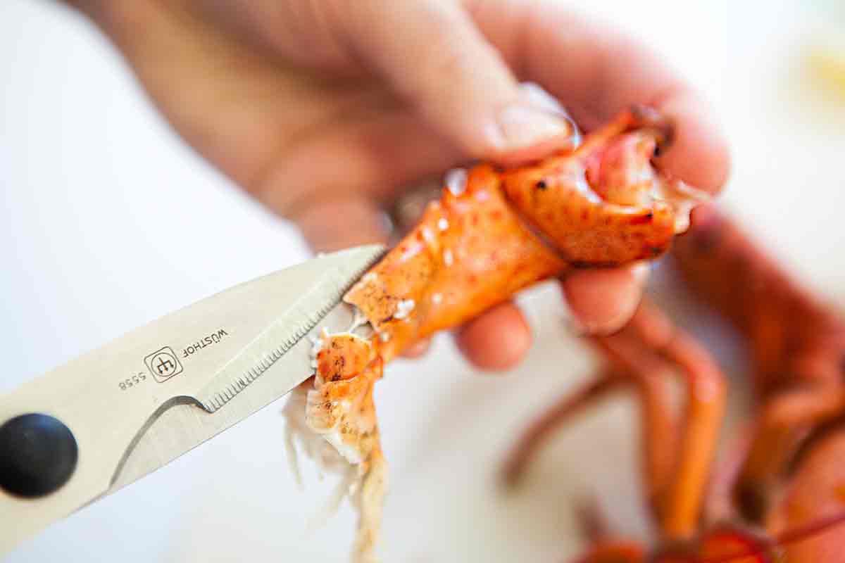 Scissors being used to break open the lobster joints