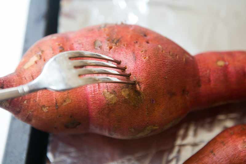 Piercing sweet potatoes to bake for mashed sweet potatoes