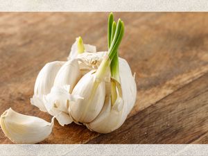 Sprouted garlic on a table