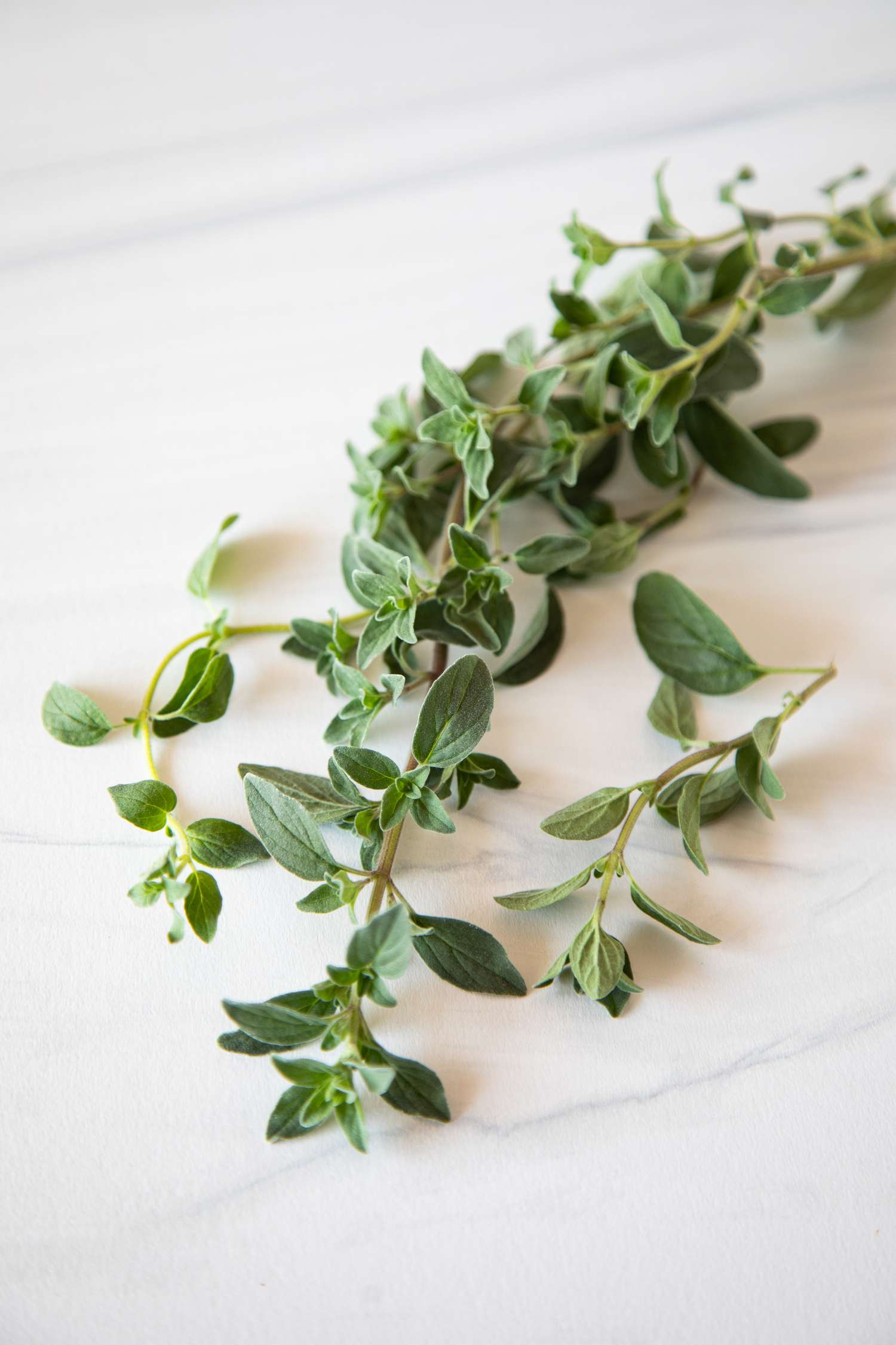 Oregano on the Counter