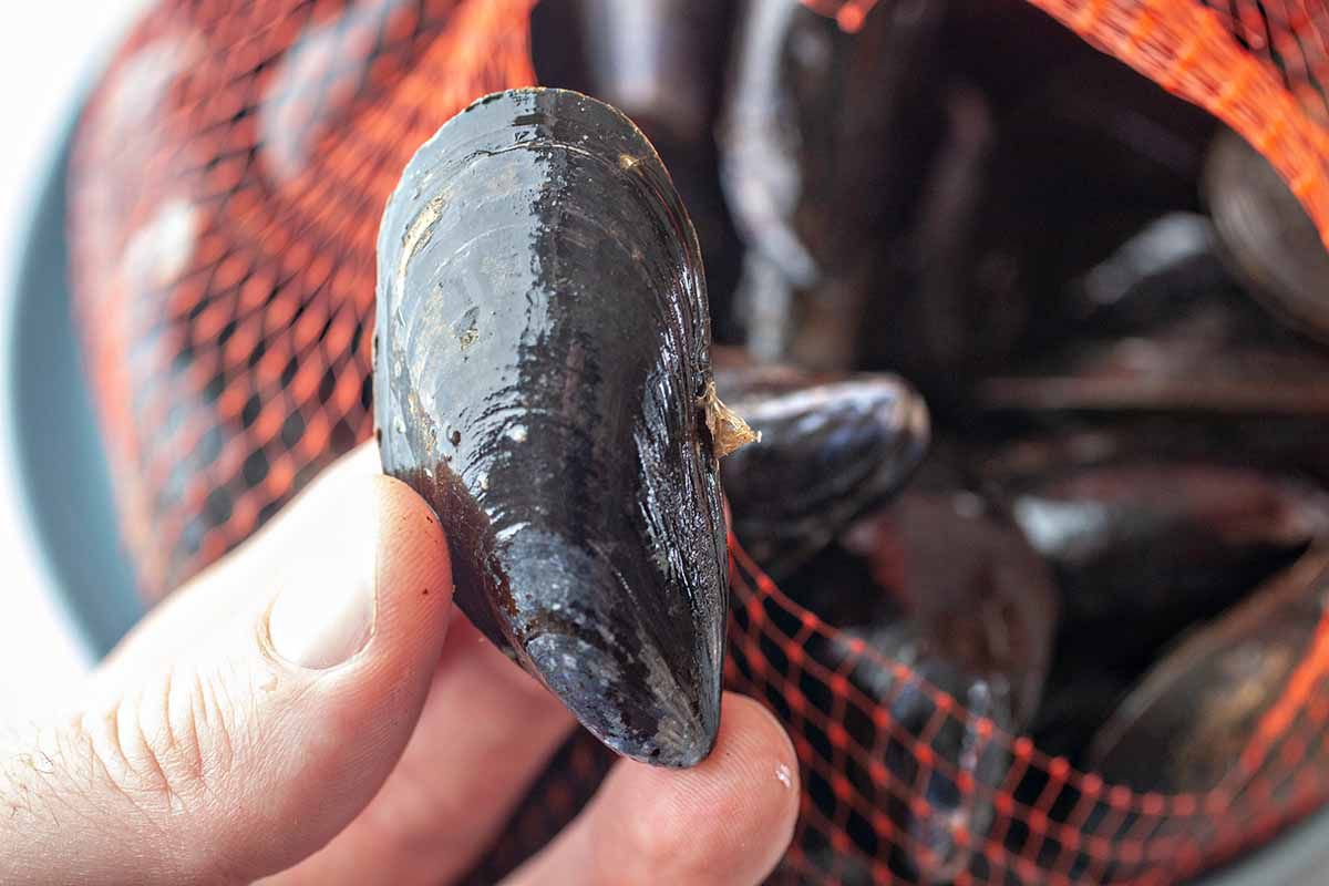 Mussels in Spicy tomato sauce recipe - closeup of mussel