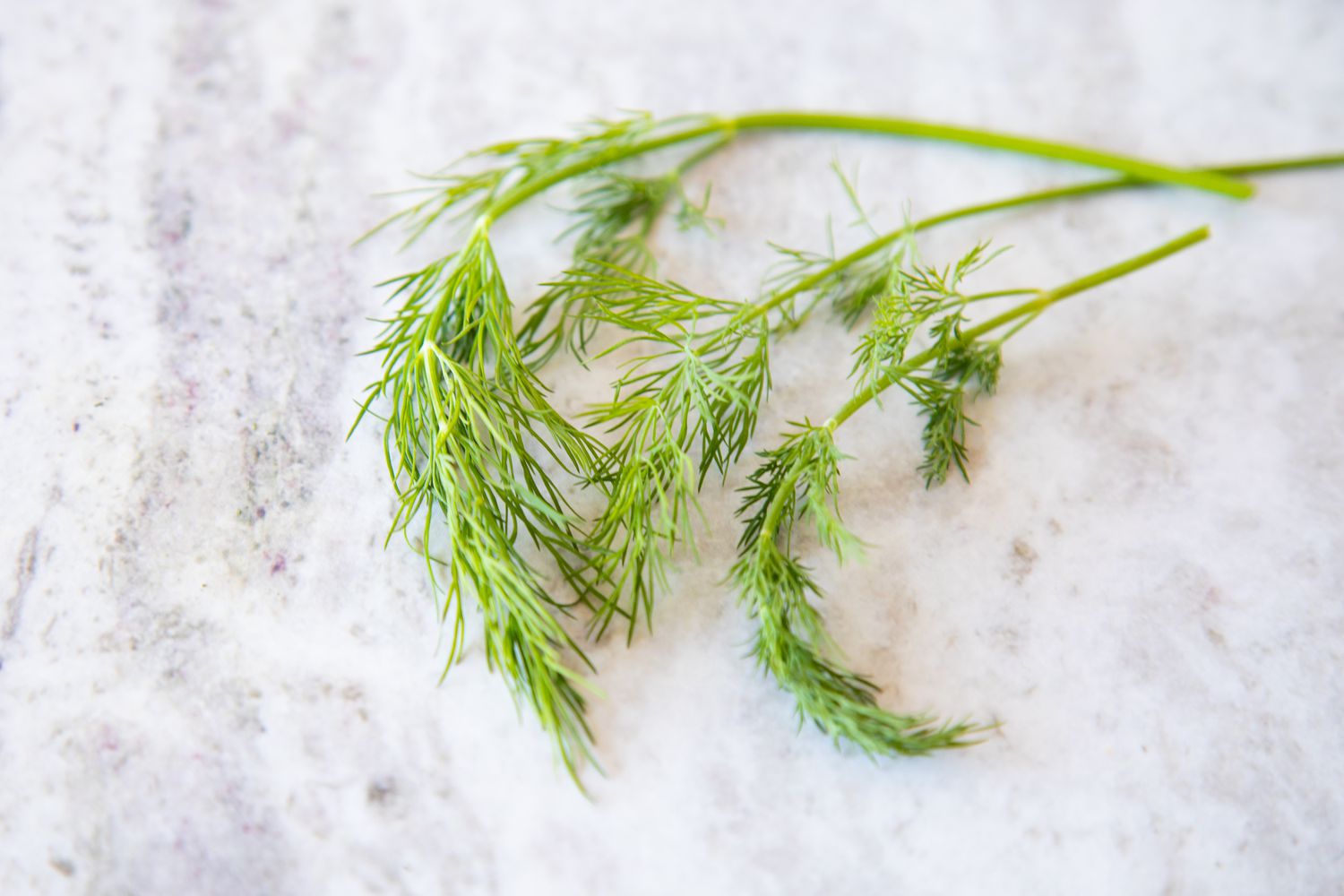 Bunch of Dill on the Counter 