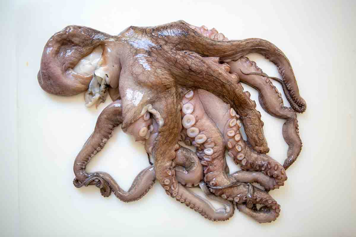 raw octopus