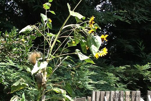Squirrel on Sunflower Plant