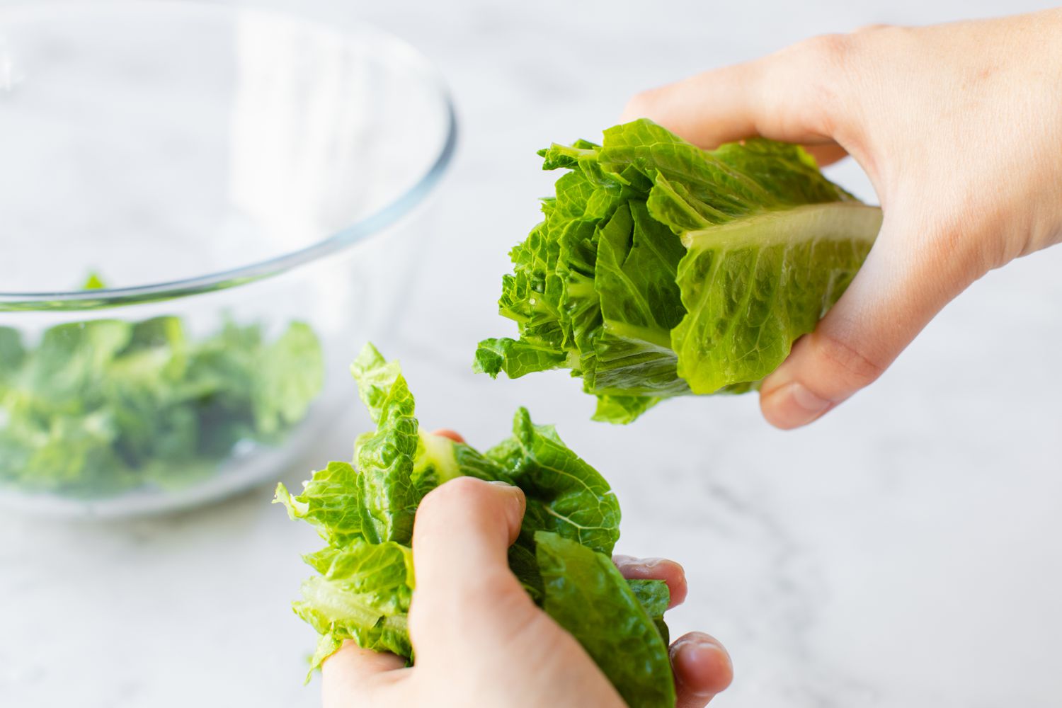 Romaine Lettuce Ripped into Bite Size Pieces for Caesar Salad Recipe