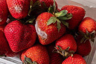 Close up photo of strawberries in a plastic container. Two of the strawberries are moldy.
