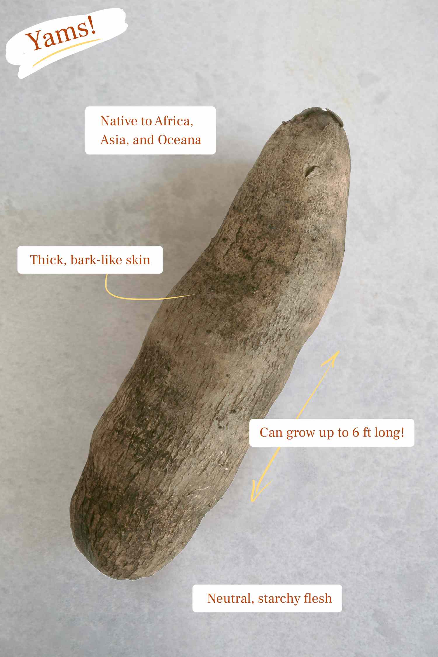 Yam facts