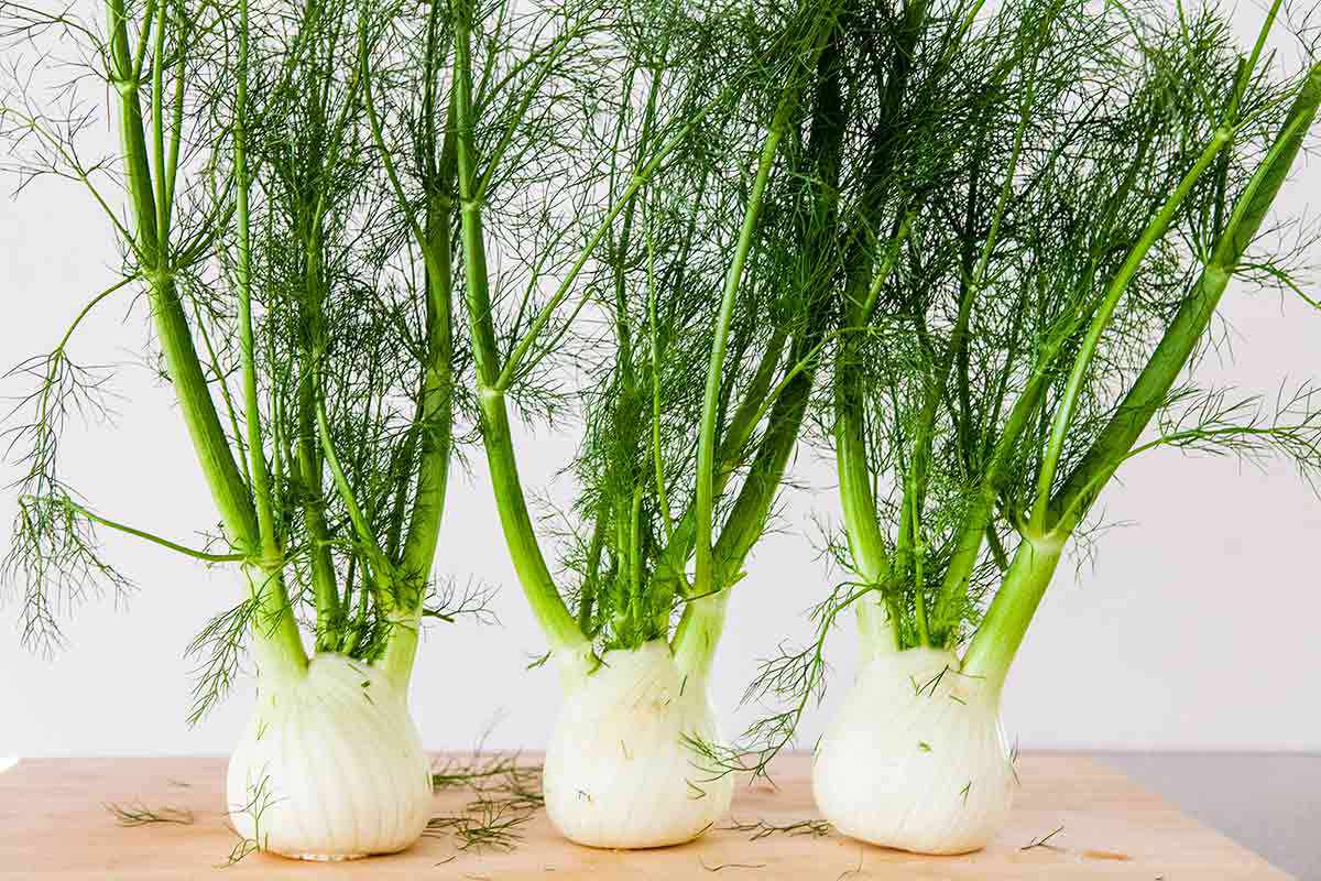 Three Bulbs of Fennel Lined Up on a Cutting Board
