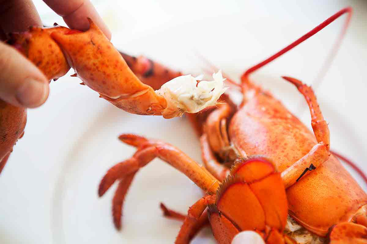 A claw leg being pulled away from the lobster body
