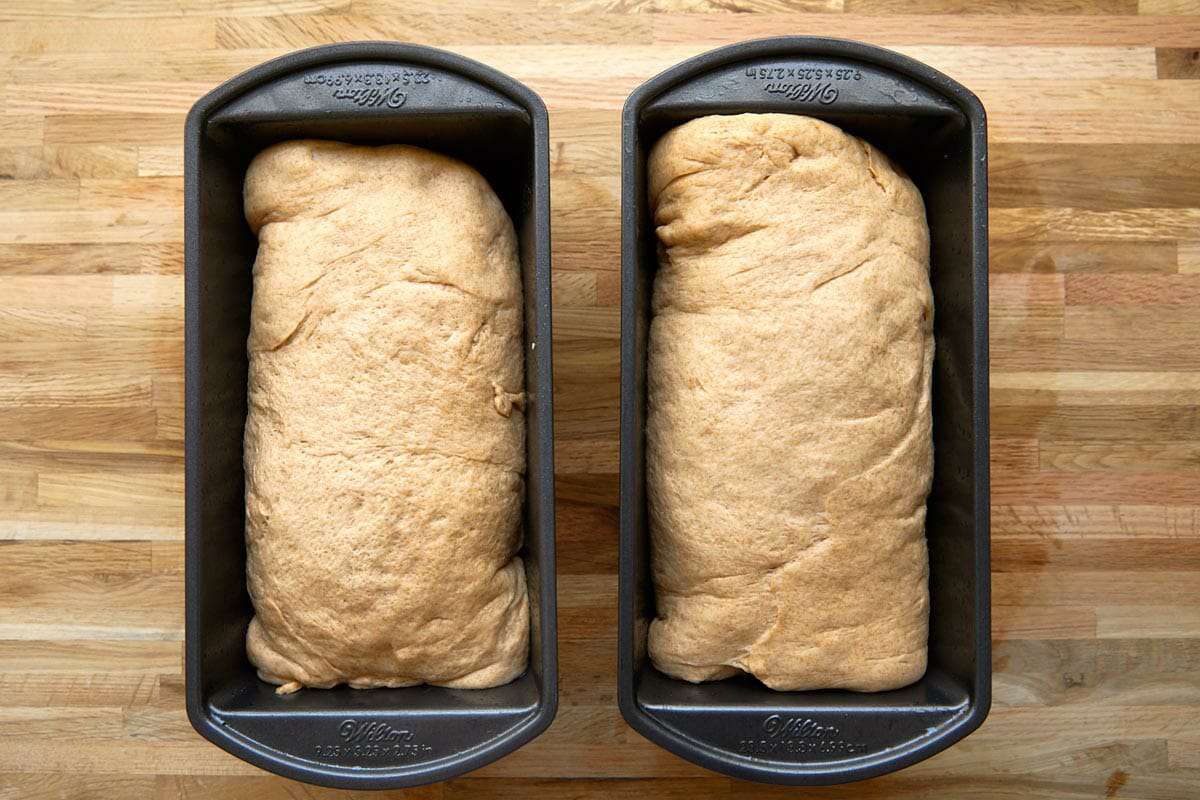 Easy Whole Wheat Bread Recipe proofed loaves