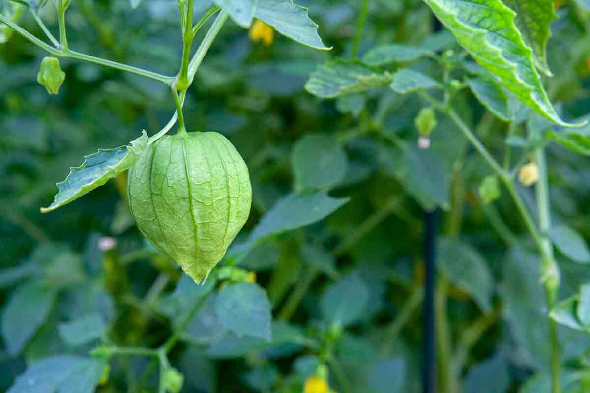 Garden Tomatillo