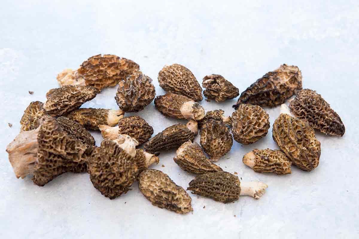 morel mushrooms