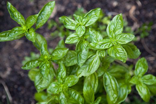 Fresh basil growing