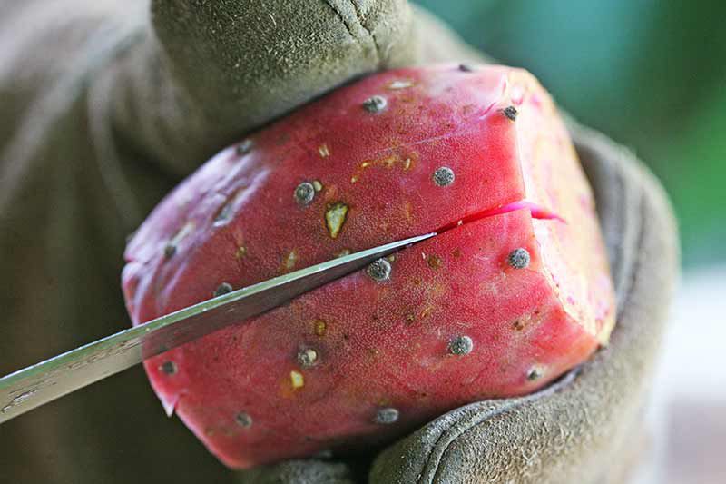 Cutting prickly pear fruit