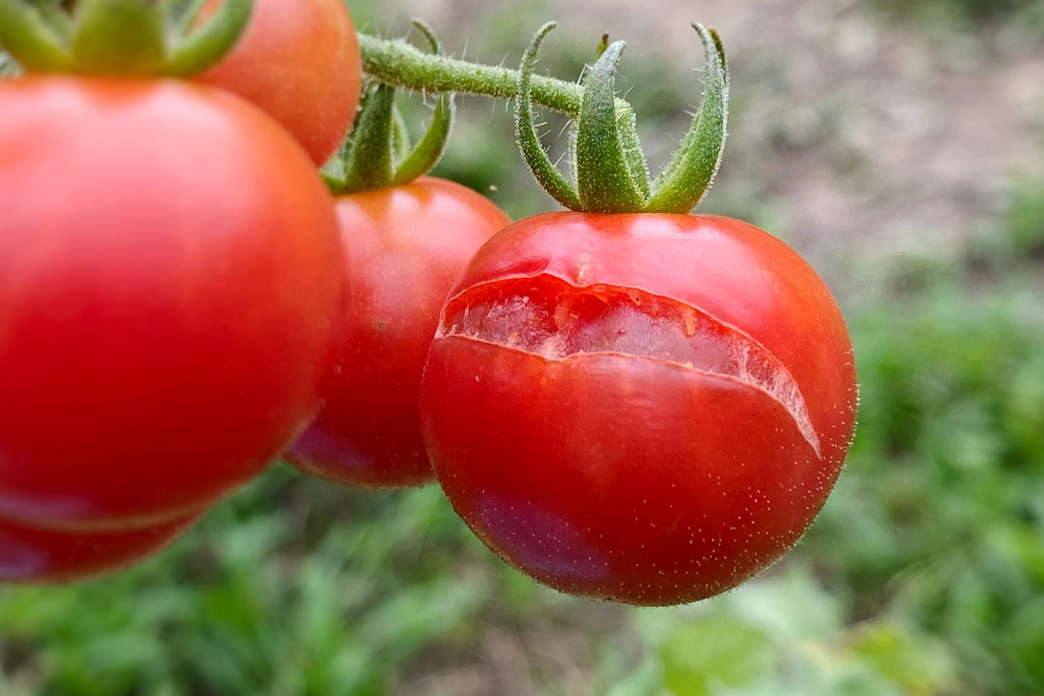 Cracked tomato on the vine