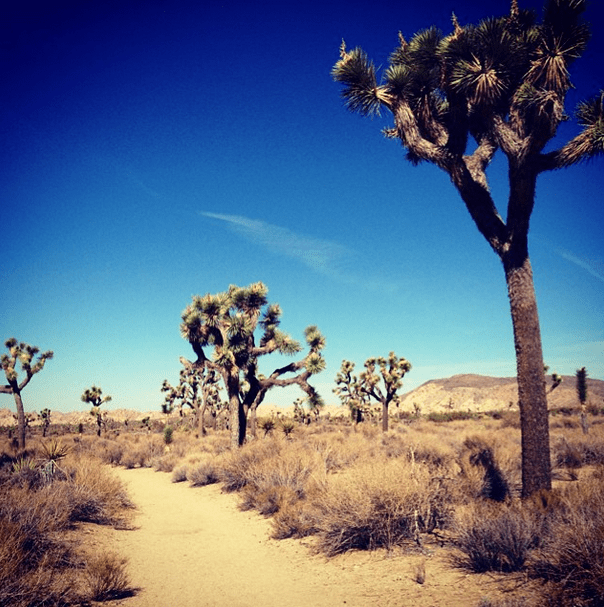 My First Outdoor Rock Climbing Experience With Cliffhanger Guides at Joshua Tree National Park 3