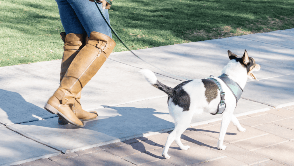 Do you actually make money with Rover? - woman walking a dog on the sidewalk